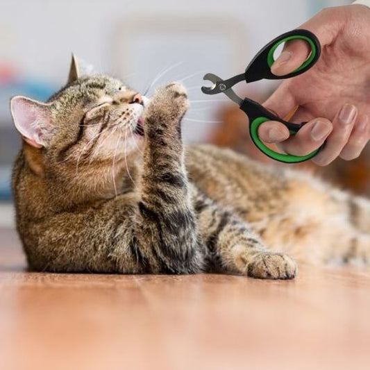Coupe griffe chat | La méthode simple et sûre !