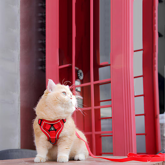 harnais pour chat | Pourquoi sortir son chat change tout !