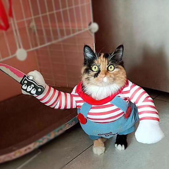 deguisement pour chat avec chat qui regarde
