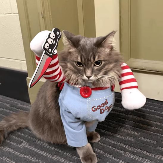 deguisement pour chat hallowen