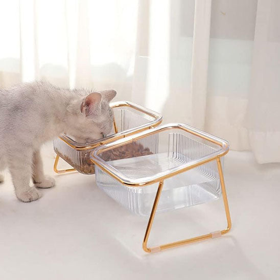 gamelle chat avec chaton qui mange