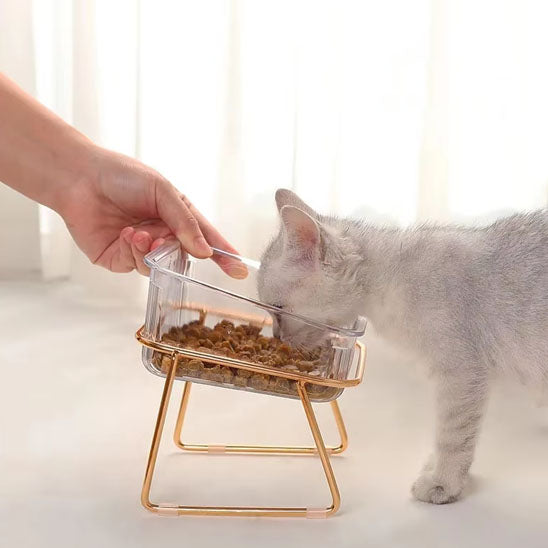gamelle chat avec humain qui touche la gamelle