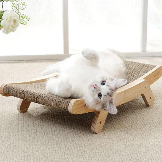 griffoir chat avec chat retourne