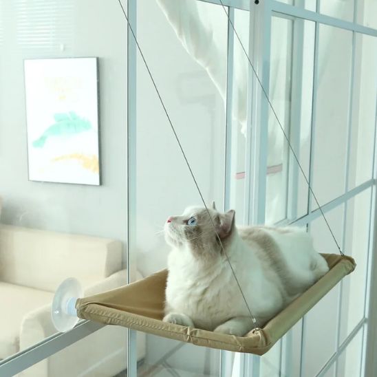 hamac pour chat avec chat qui regarde en haut