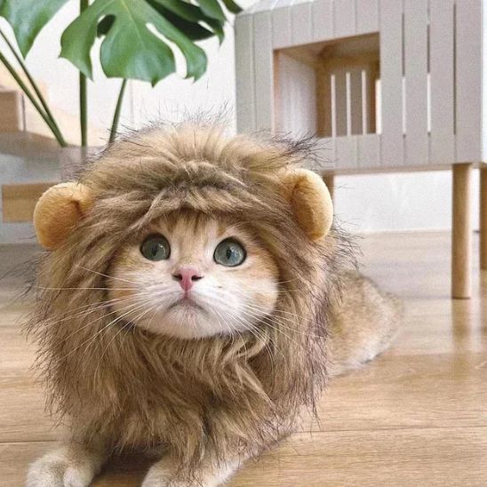 deguisement pour chat avec chat beige doux