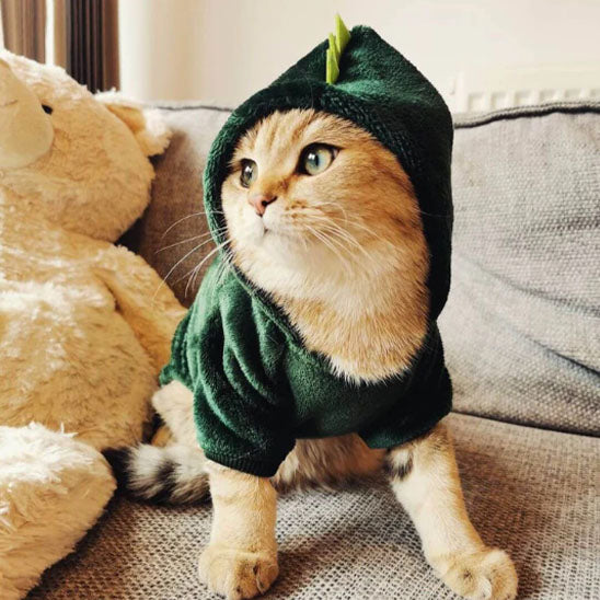 deguisement pour chat avec chat beige