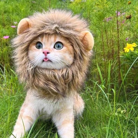 deguisement pour chat lion dans le jardin