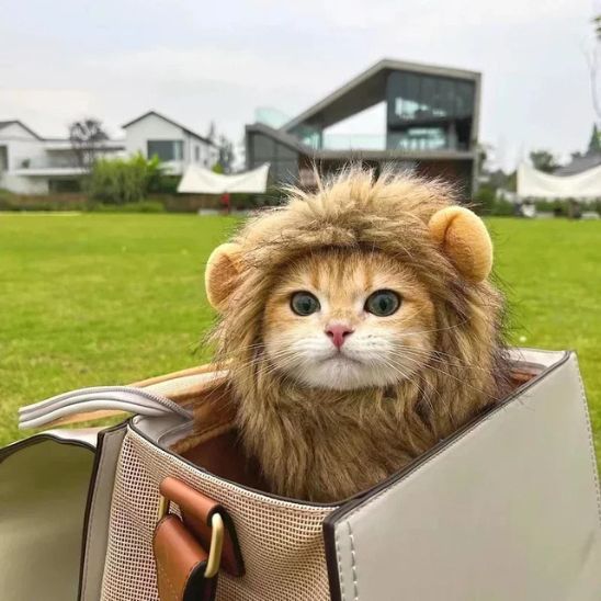 deguisement pour chat lion dans un sac