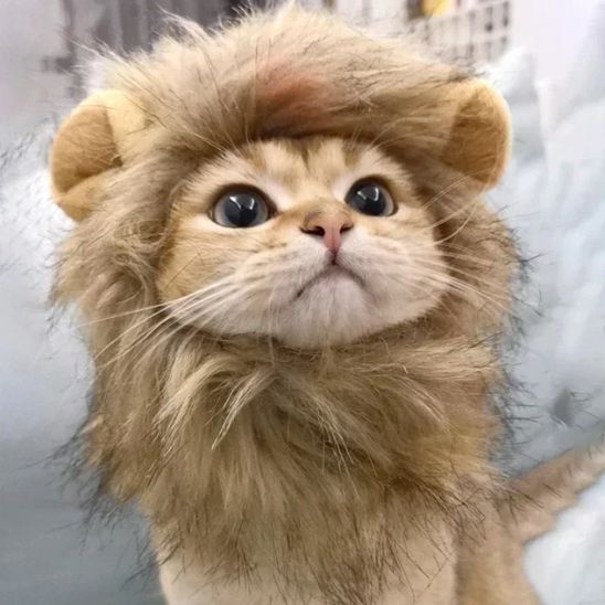 deguisement pour chat lion de la savane