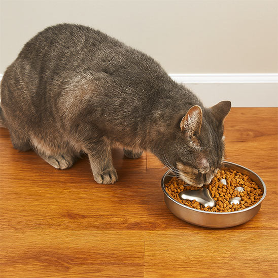 gamelle anti glouton chat plan americain