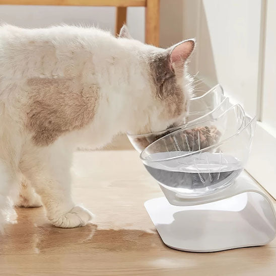 gamelle chat avec chat qui mange pris de cote